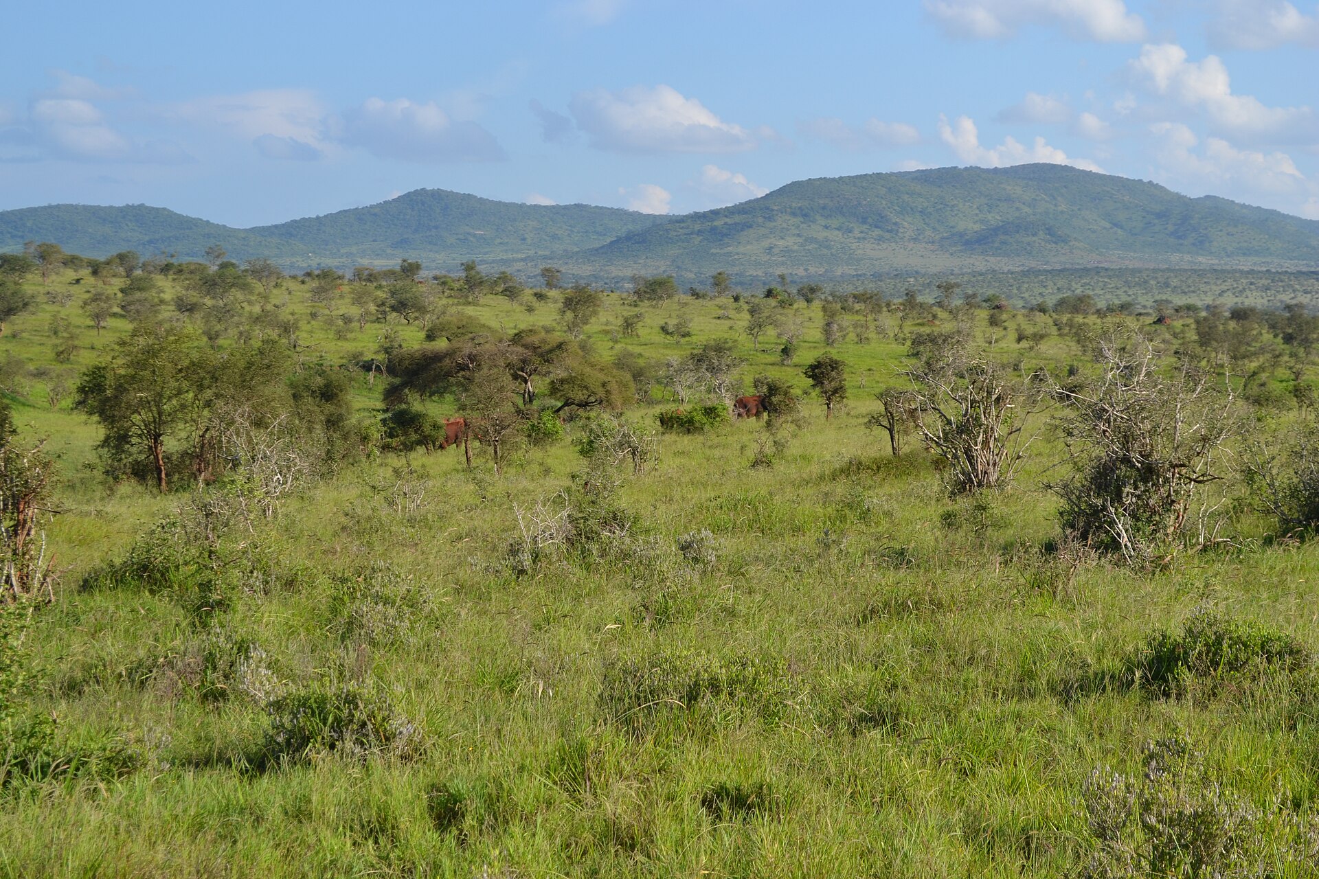 Safari Travel Insurance: Remote Lodges & Medical Access