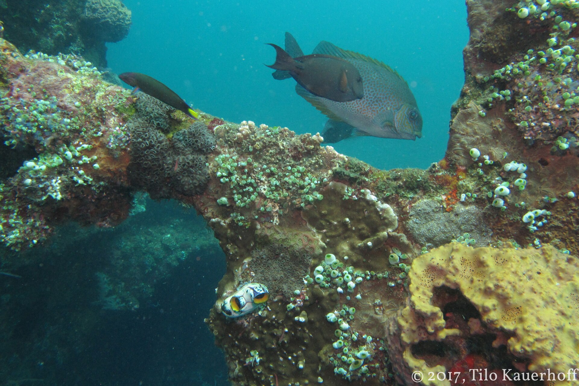 Scuba Diving Travel Insurance: Depth Limits & Hyperbaric Coverage